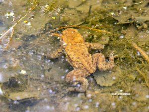 Erdkröte Bufo bufo