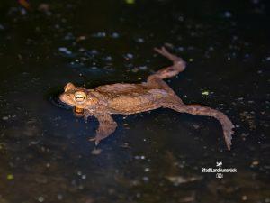 Erdkröte Bufo bufo