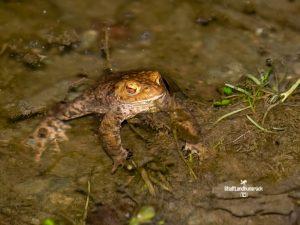 Erdkröte Bufo bufo