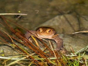 Erdkröte Bufo bufo