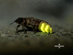 Lampyris noctiluca – Weibchen des Großen Glühwürmchens