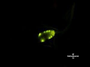 Lamprohiza splendidula – Weibchen des Kleinen Glühwürmchens