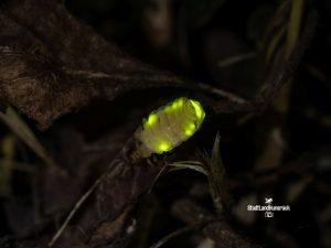 Lamprohiza splendidula – Weibchen des Kleinen Glühwürmchens