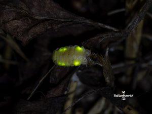 Lamprohiza splendidula – Weibchen des Kleinen Glühwürmchens