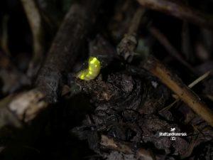 Lamprohiza splendidula – Weibchen des Kleinen Glühwürmchens