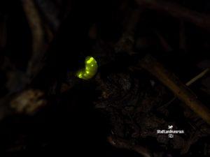 Lamprohiza splendidula – Weibchen des Kleinen Glühwürmchens