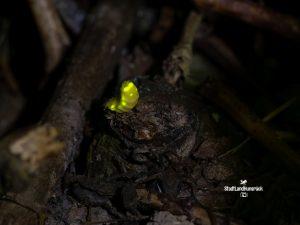 Lamprohiza splendidula – Weibchen des Kleinen Glühwürmchens