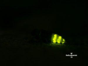 Lampyris noctiluca – Weibchen des Großen Glühwürmchens
